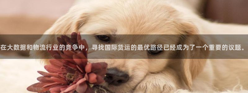 k豆支付钱包下载安装：在大数据和物流行业的竞争中，寻找国