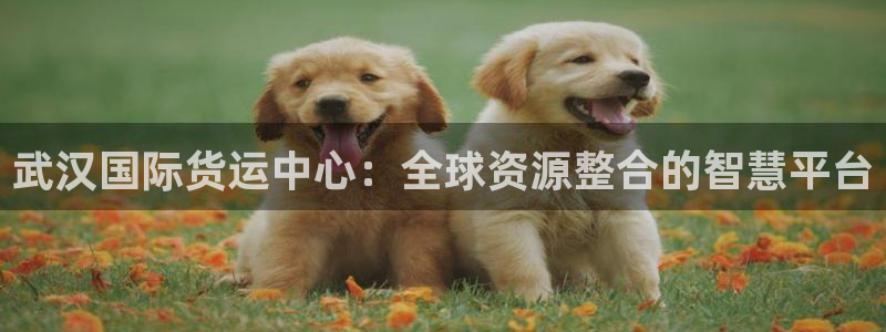 k 豆钱包4：武汉国际货运中心：全球资源整合的智慧平台